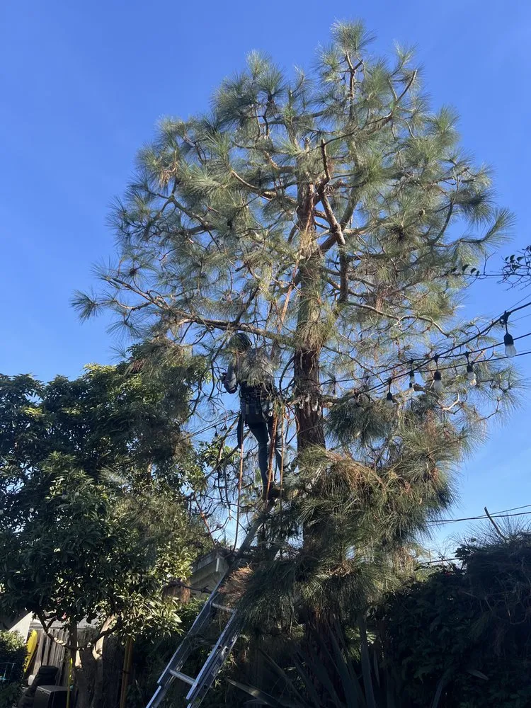 Custom landscape installation experts serving Laguna Beach, CA - Cortez Tree Trimming And Maintenance