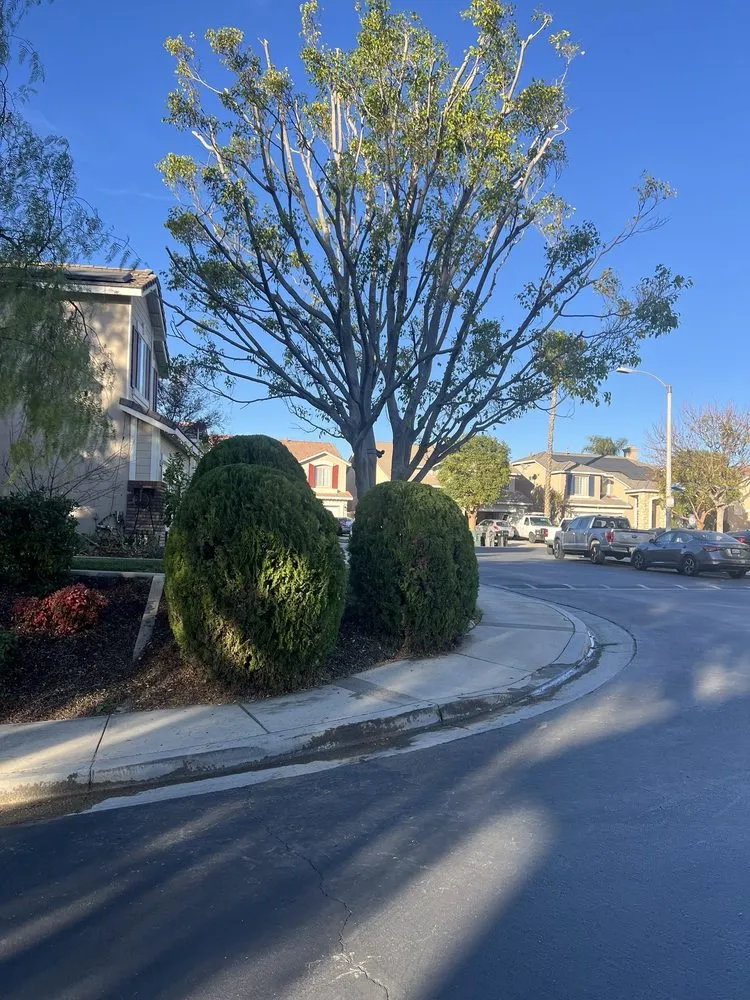 Custom outdoor landscaping for homes in Laguna Beach, CA by Cortez Tree Trimming And Maintenance