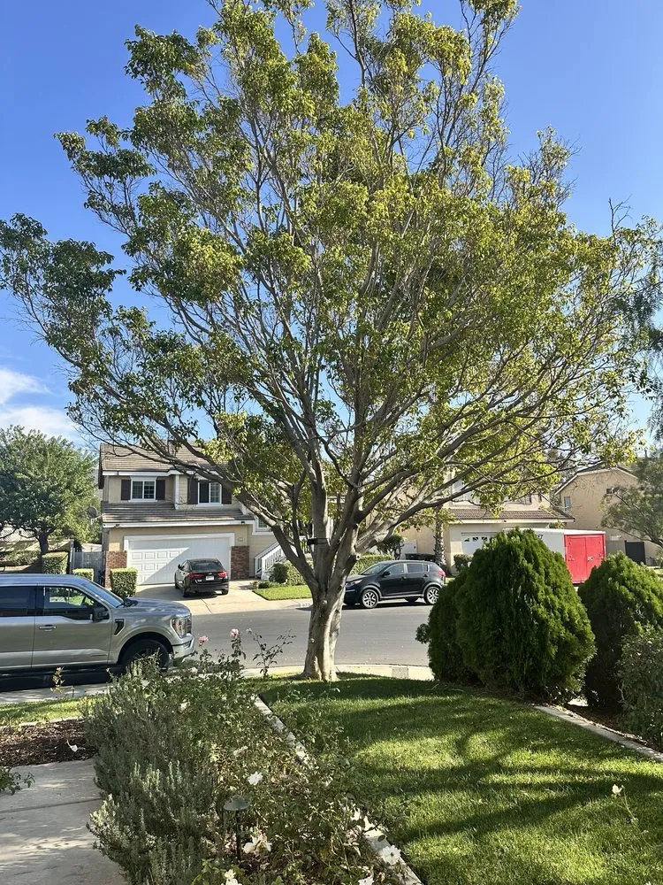 Custom residential landscaping for homes across Laguna Beach, CA - Cortez Tree Trimming And Maintenance