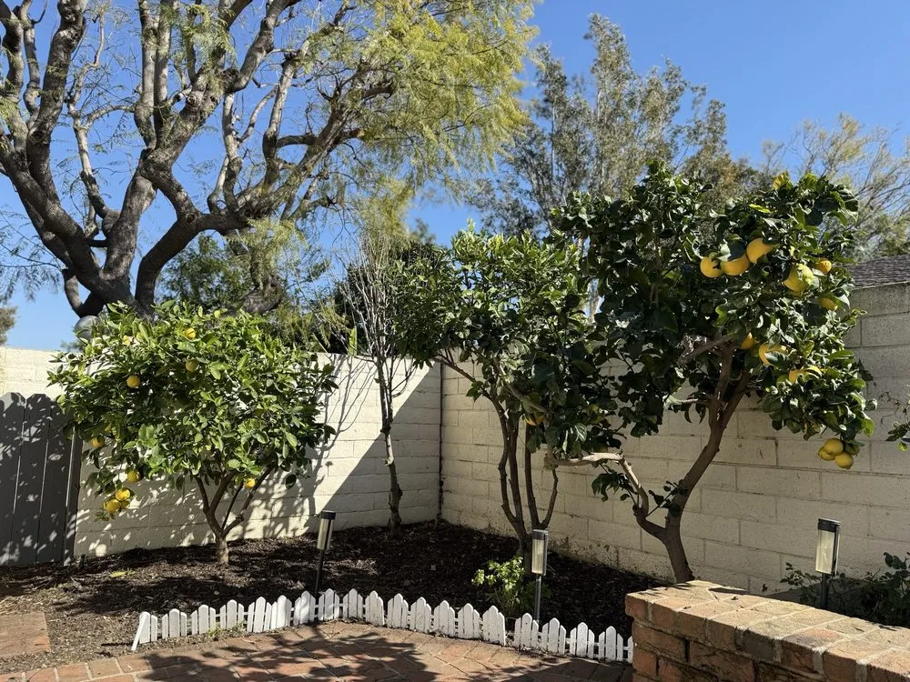 Local lawn care service for residential properties in Laguna Beach, CA by Cortez Tree Trimming And Maintenance