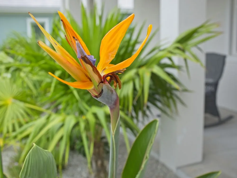 Expert lawn mowing service for outdoor upgrades in Venice, FL by CoryC.Clark Landscapes