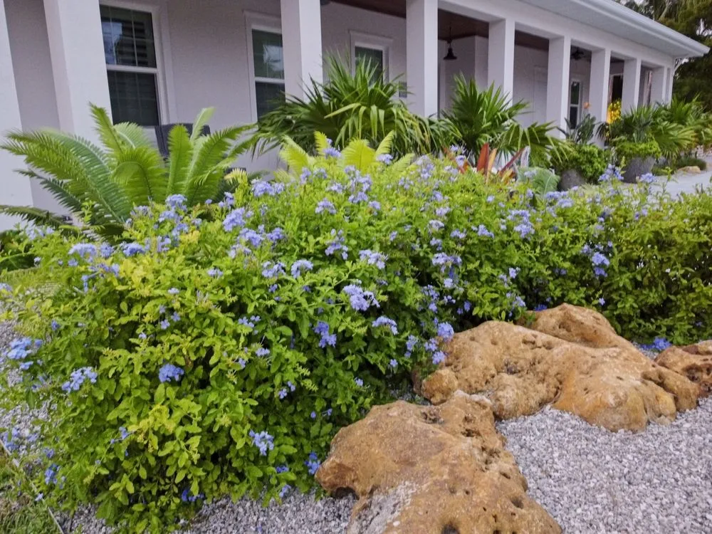 Custom yard maintenance for year-round maintenance in Venice, FL by CoryC.Clark Landscapes