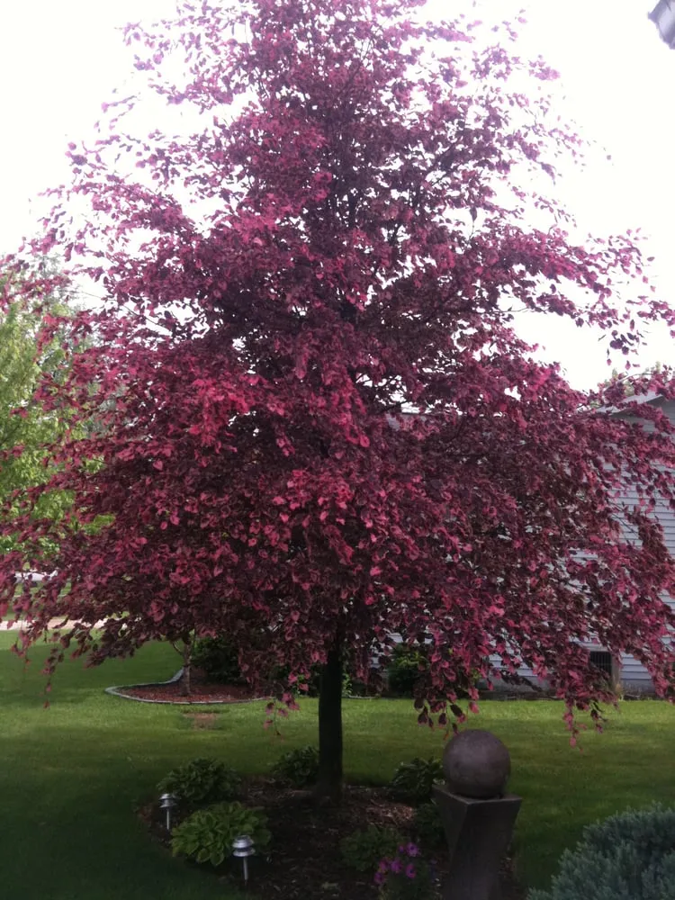 Custom yard cleanup service in Mishawaka, IN by Cory's Curb Appeal