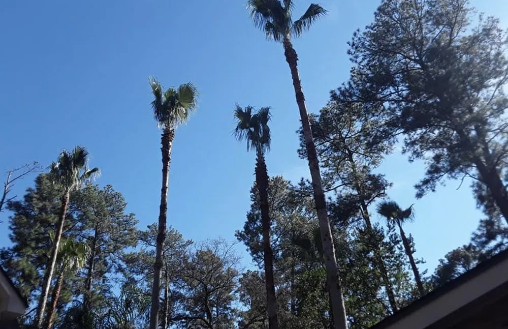 Local landscape installation in Tomball, TX - Corys Cuts Landscape