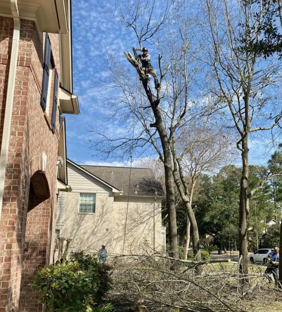 Expert yard cleanup service for beautiful yards in Tomball, TX by Corys Cuts Landscape