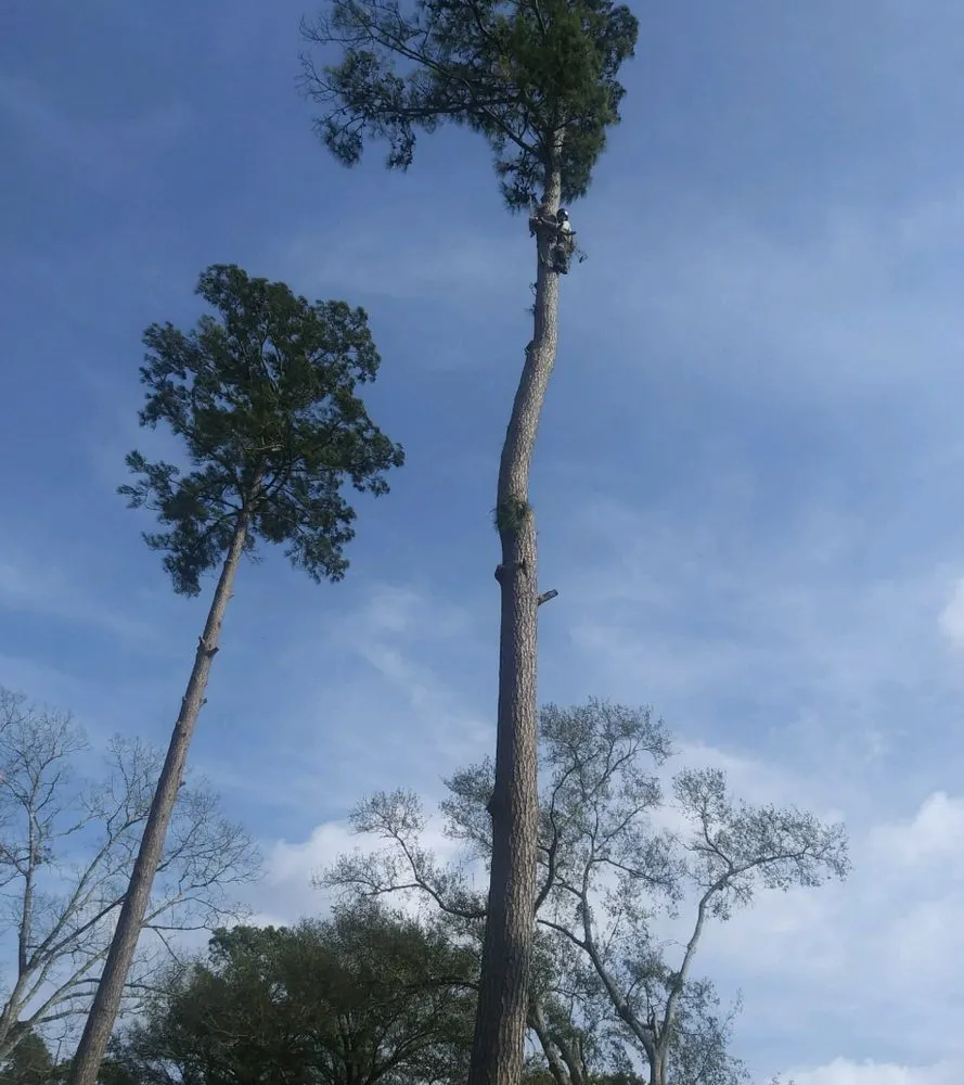 Affordable landscape installation near you across Tomball, TX - Corys Cuts Landscape