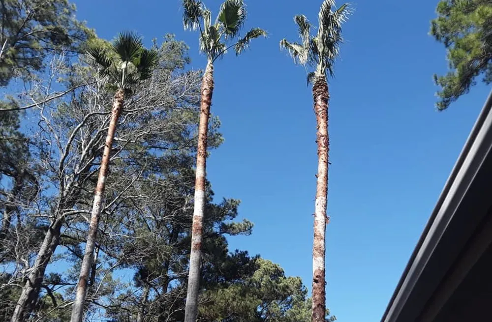 Professional lawn care service in Tomball, TX by Corys Cuts Landscape