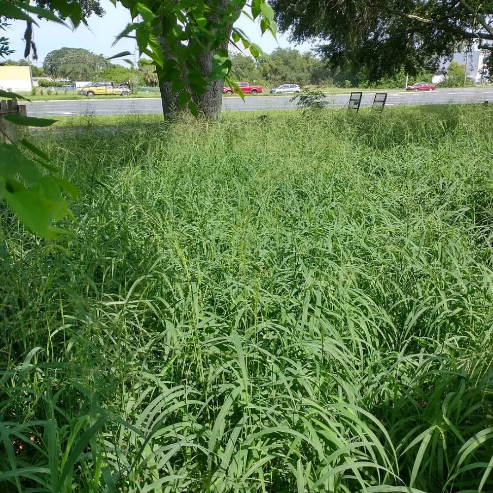 Top-rated yard maintenance near you in Port Richey, FL by Cory's Lawn Care