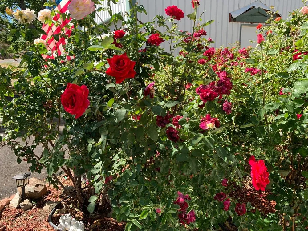 Trusted outdoor landscaping in Reno, NV - Cory's Lawn Service