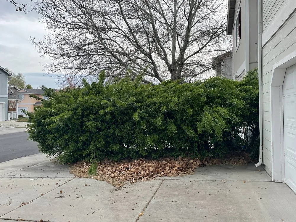 Expert yard maintenance experts serving Reno, NV - Cory's Lawn Service