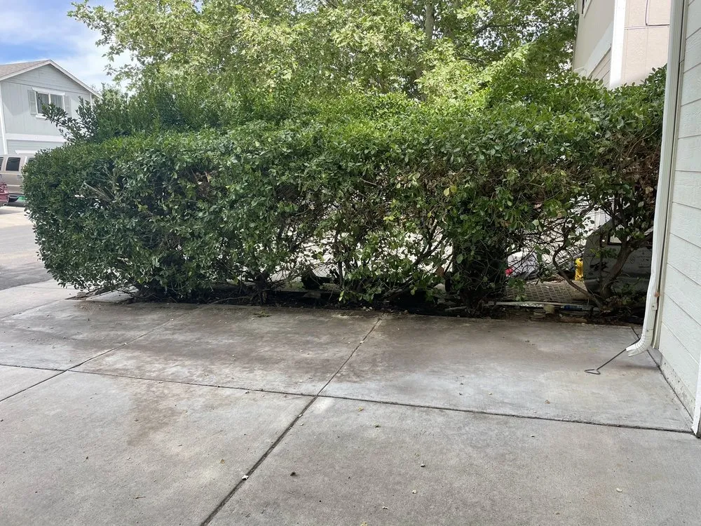 Professional outdoor landscaping for year-round maintenance in Reno, NV by Cory's Lawn Service