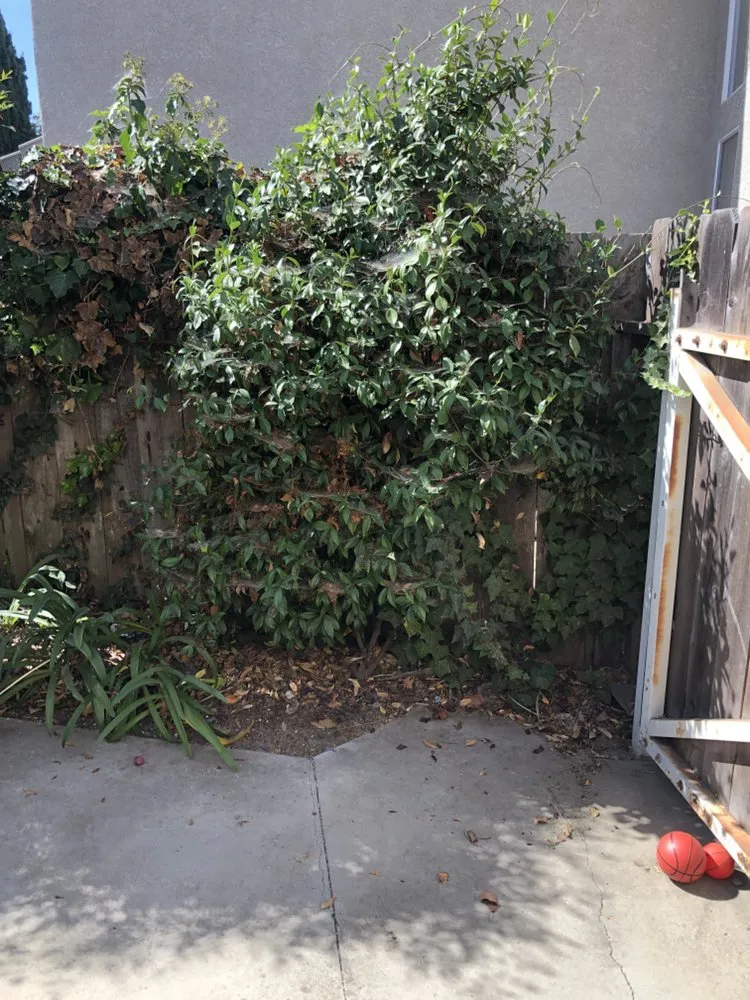 Reliable garden landscaping for year-round maintenance across Santa Maria, CA - Cosand & Sons Landscaping and Maintenance