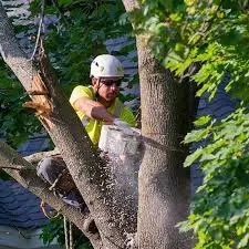 Professional lawn mowing service in Scotts Valley, CA by Cosgrove Tree Services