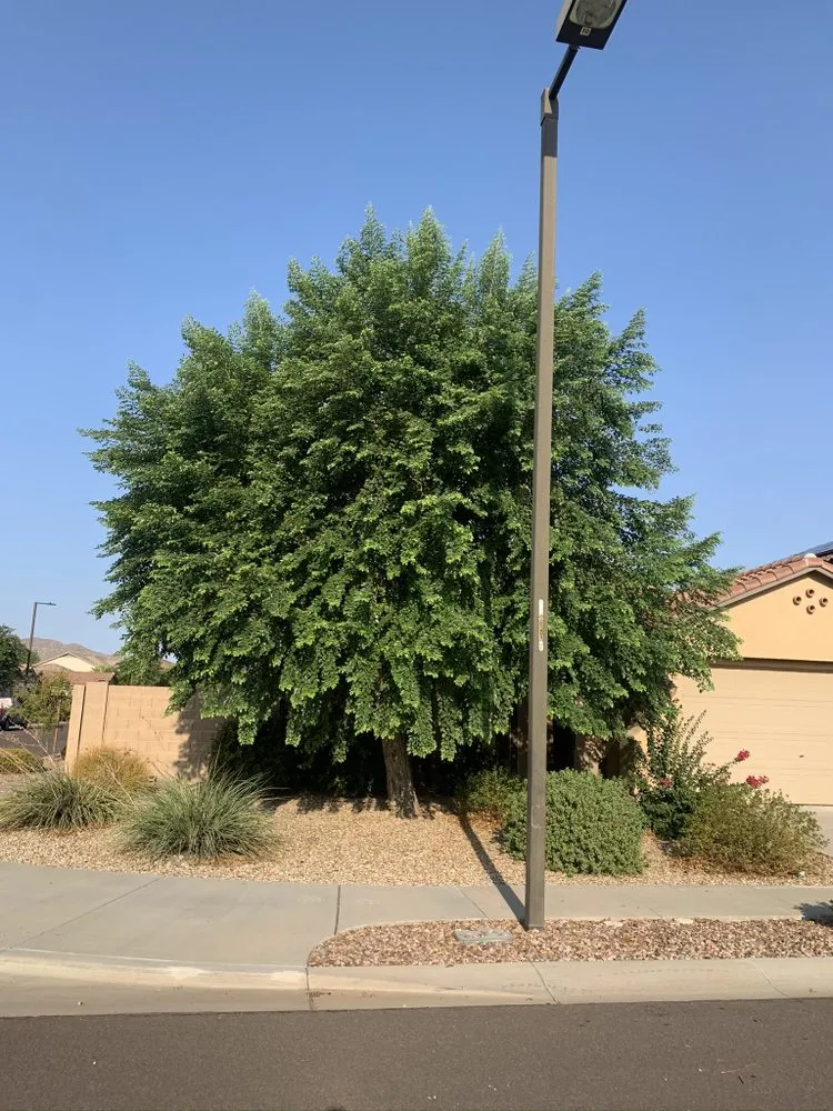 Custom garden landscaping in Surprise, AZ - Cosio's Landscaping