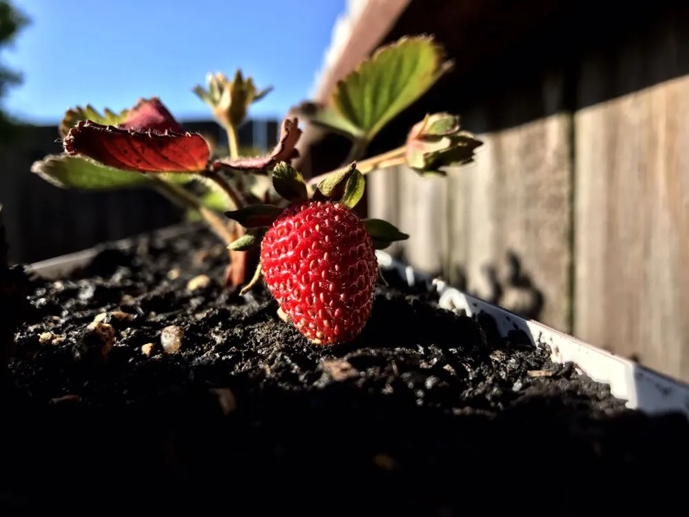 Custom yard maintenance experts serving San Francisco, CA - Cosman's Urban Farming