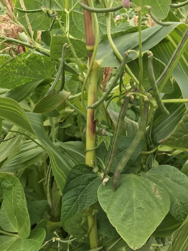 Reliable yard maintenance for year-round maintenance across San Francisco, CA - Cosman's Urban Farming