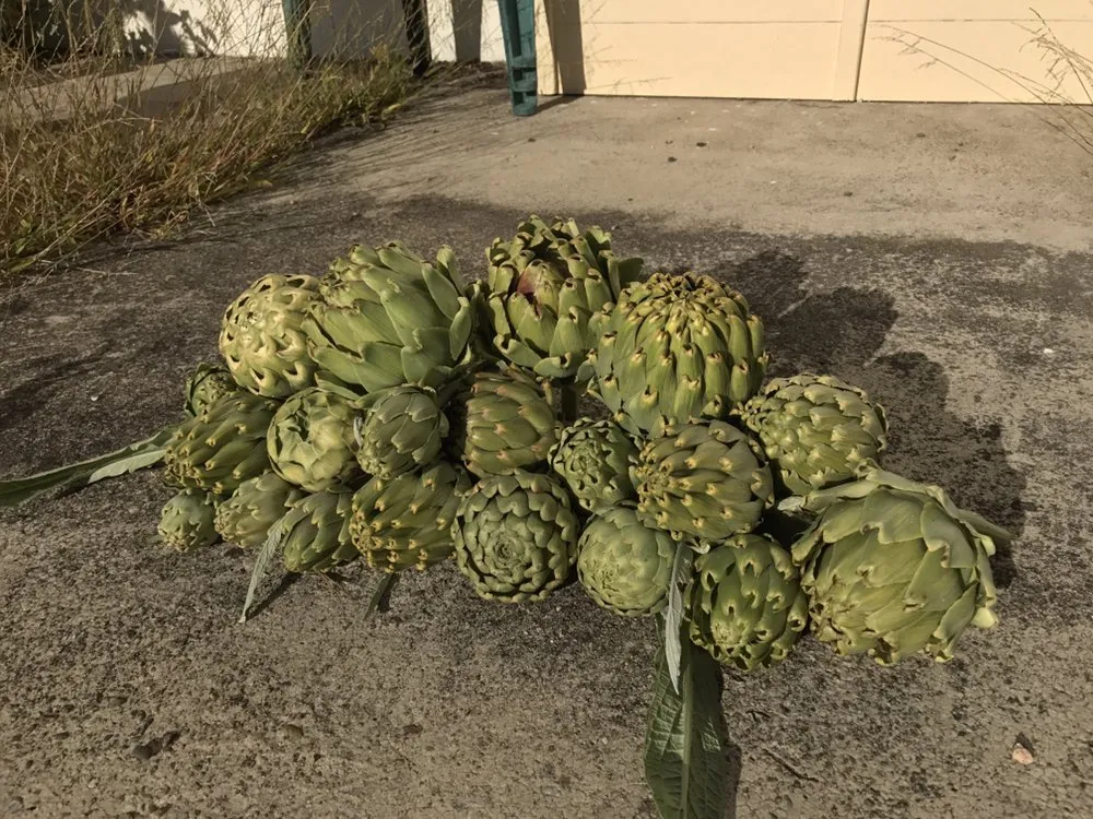 Reliable garden landscaping experts serving San Francisco, CA - Cosman's Urban Farming