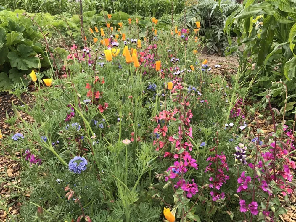 Trusted yard cleanup service in San Francisco, CA - Cosman's Urban Farming