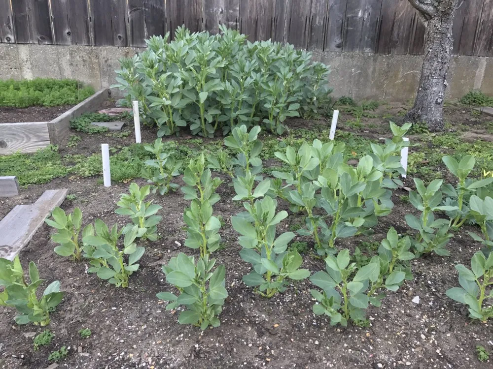 Local lawn mowing service experts serving San Francisco, CA - Cosman's Urban Farming