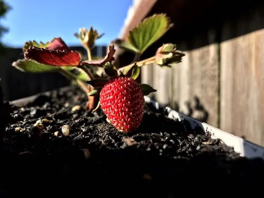 Cosman's Urban Farming Logo
