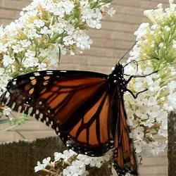 Local garden landscaping for year-round maintenance across Alsip, IL - Cosme Landscape Maintenance