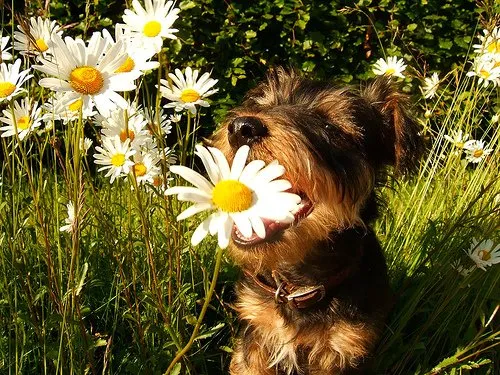 Top-rated outdoor landscaping with custom design across Alsip, IL - Cosme Landscape Maintenance