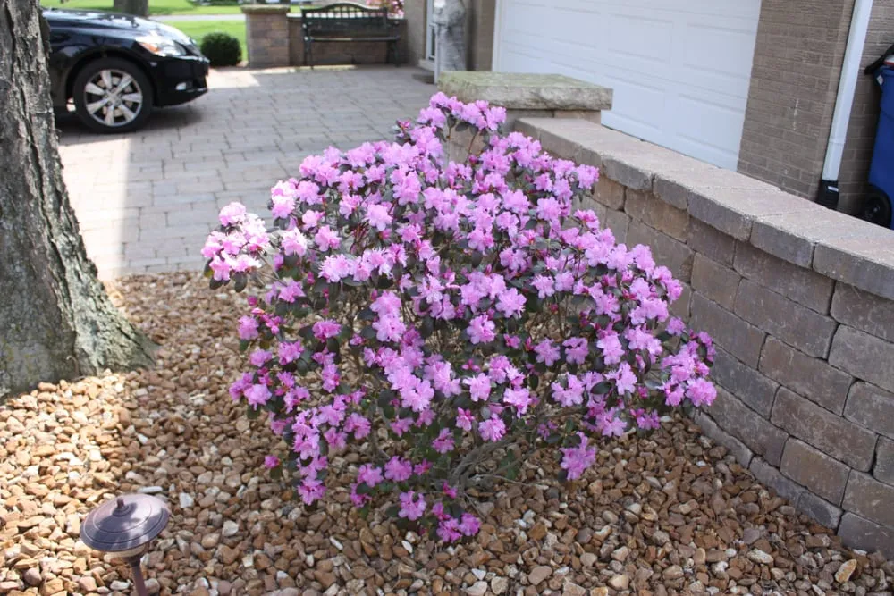 Affordable lawn care service in Alsip, IL by Cosme Landscape Maintenance