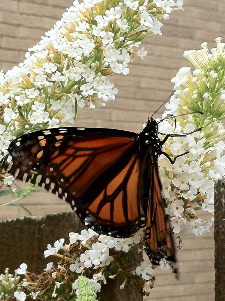 Local garden landscaping in Alsip, IL by Cosme Landscape Maintenance