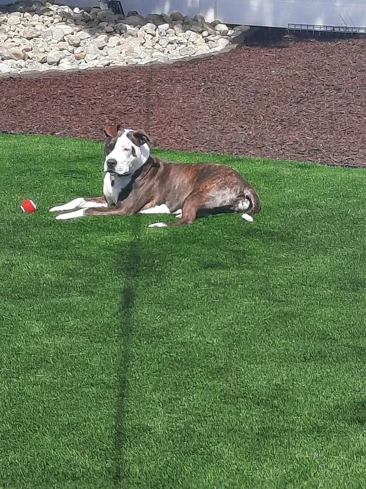 Professional lawn mowing service for beautiful yards across Maywood, NJ - Cosmo Landscaping Design and Construction