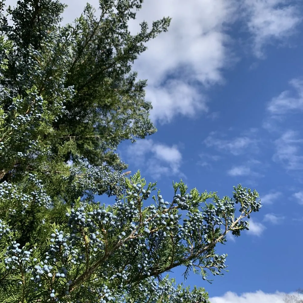 Professional garden landscaping for homes across New Milford, CT - Cosmo's Landscaping & Nursery