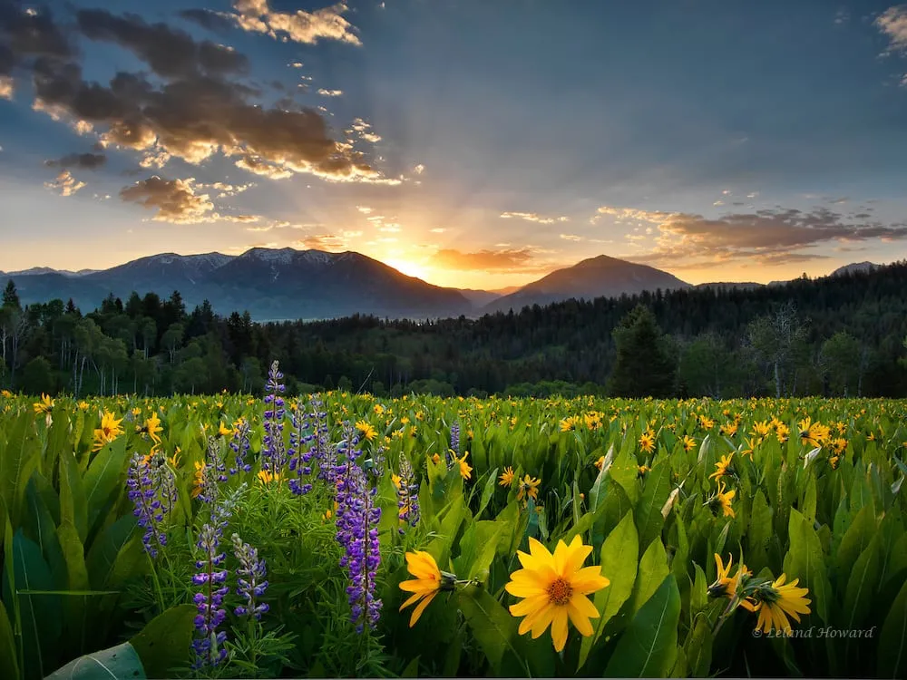 Professional landscape design with custom design in Buckeye, AZ by Cosnova Construction And Landscaping