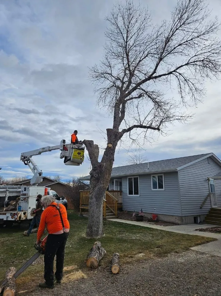 Affordable yard maintenance in Helena, MT - Cost Cutters Tree And Landscaping