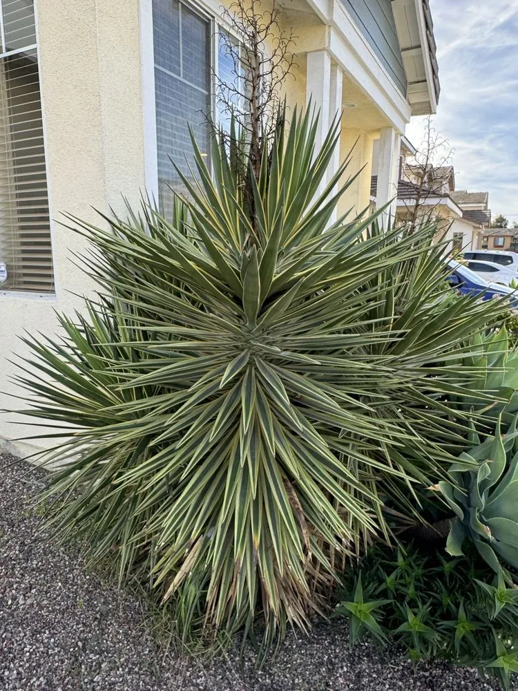 Professional landscaping services near you in Costa Mesa, CA by Costa Mesa Gardening Services