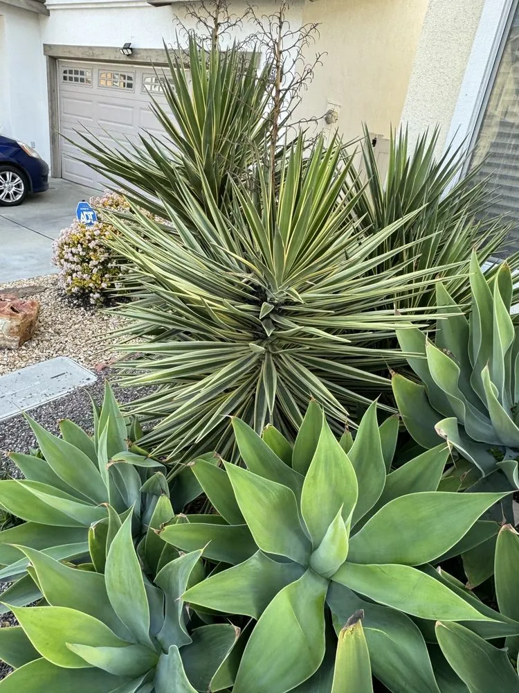 Custom outdoor landscaping in Costa Mesa, CA by Costa Mesa Gardening Services