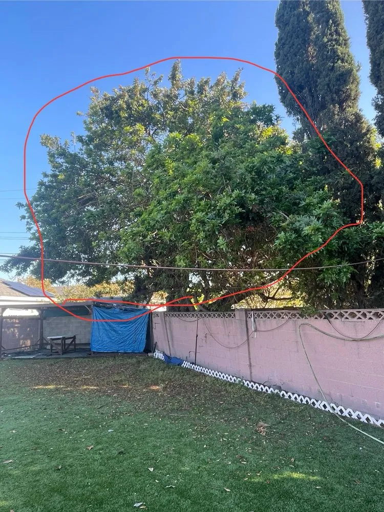 Local yard maintenance in Costa Mesa, CA - Costa Mesa Gardening Services