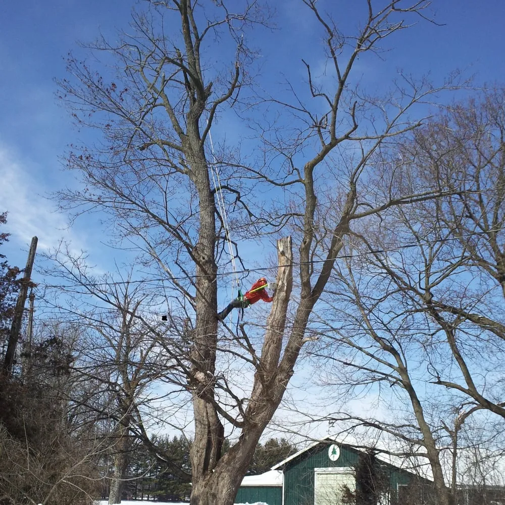 Local yard cleanup service for year-round maintenance in Hartland, WI by Costa Tree Service