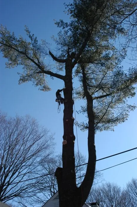 Affordable residential landscaping for beautiful yards across Stamford, CT - Costanzo Tree & Landscape
