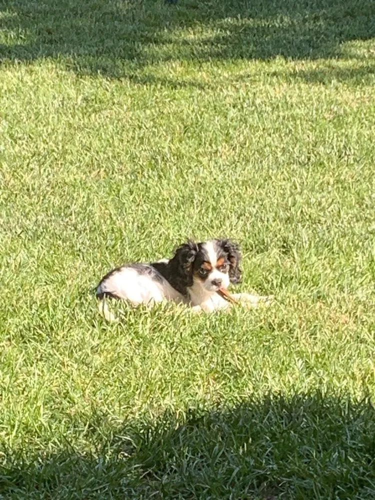 Local landscape design experts serving Belton, MO - Costigan’s Custom Cutting