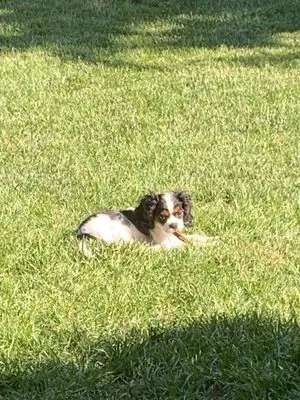 Costigan’s Custom Cutting Logo