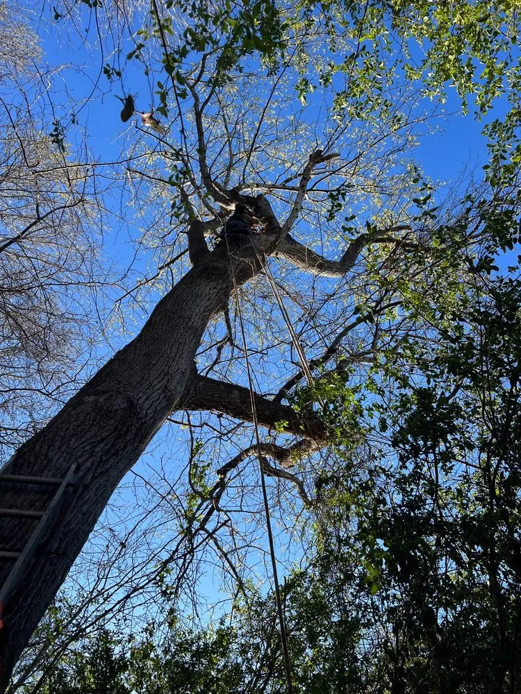 Reliable lawn care service in Gaffney, SC by Cothren Construction, Tree & Land Management