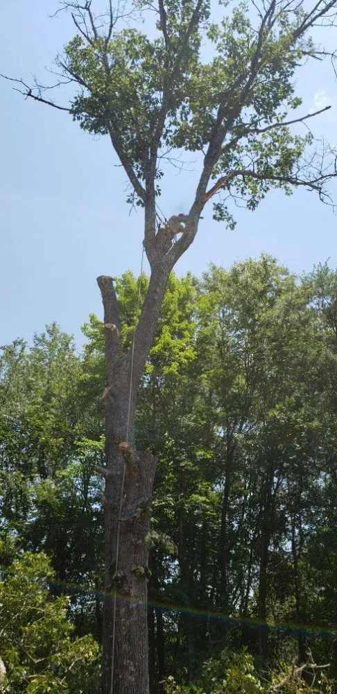 Affordable lawn mowing service in Gaffney, SC - Cothren Construction, Tree & Land Management