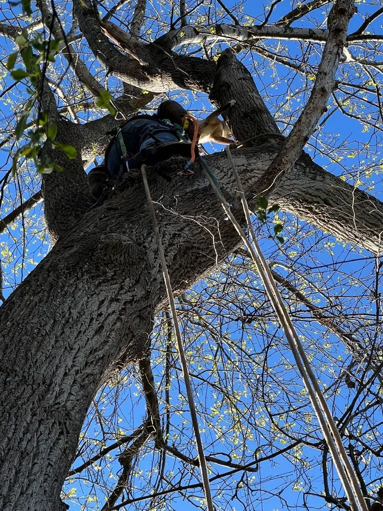 Top-rated landscape design in Gaffney, SC - Cothren Construction, Tree & Land Management