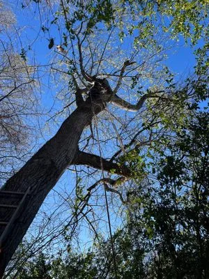 Cothren Construction, Tree & Land Management