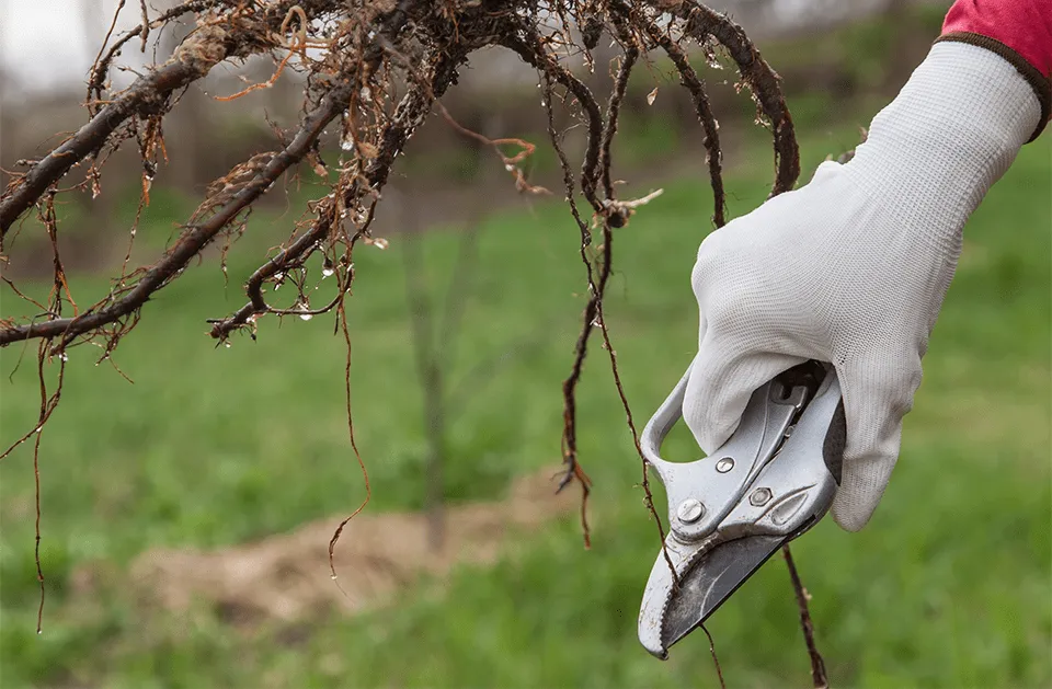 Local yard cleanup service in Concord, NC by Coto Landscaping