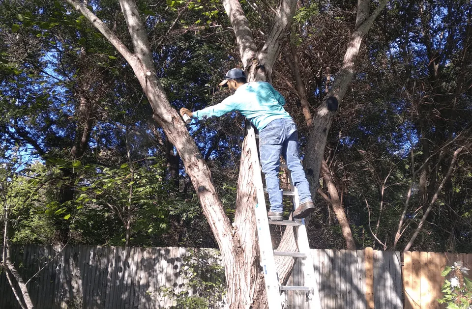 Professional yard cleanup service for beautiful yards in Concord, NC by Coto Landscaping