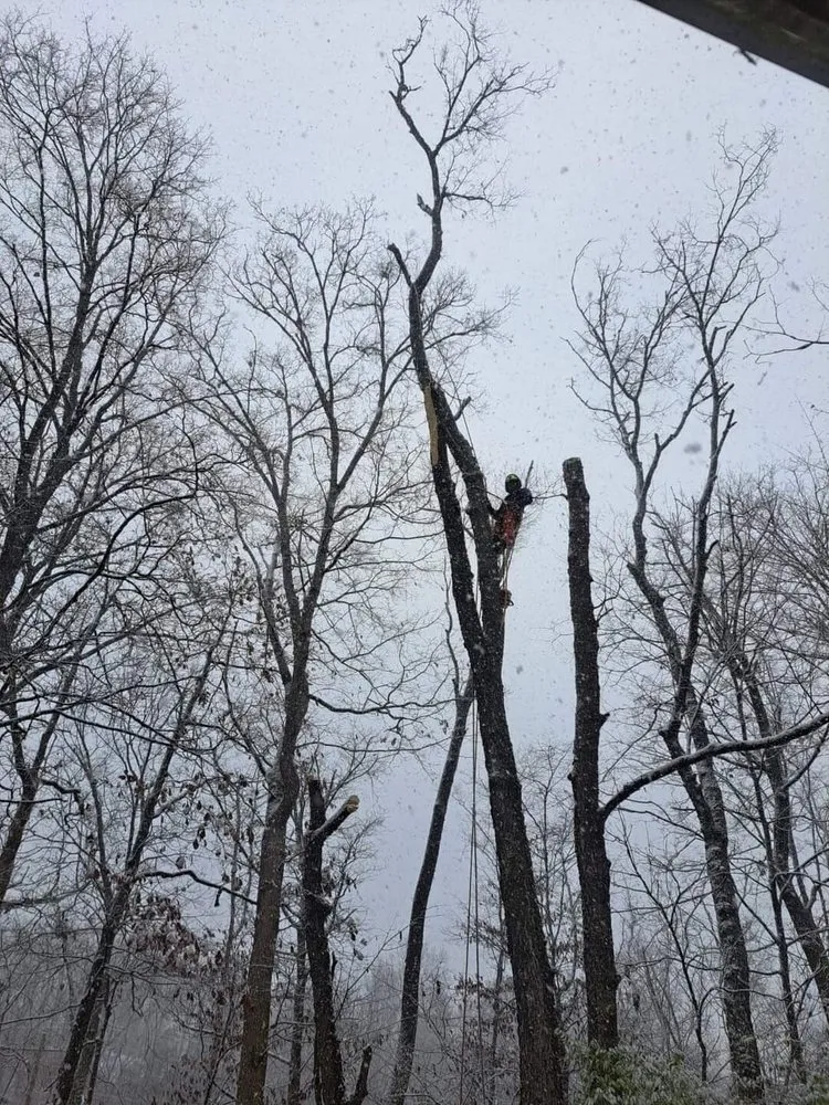 Top-rated landscaping services with custom design in Cincinnati, OH by Cotras Tree Service & Landscaping