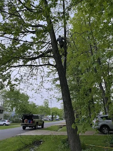 Affordable landscaping services in Cincinnati, OH - Cotras Tree Service & Landscaping