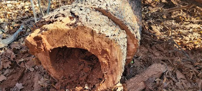 Professional lawn mowing service in Cincinnati, OH by Cotras Tree Service & Landscaping