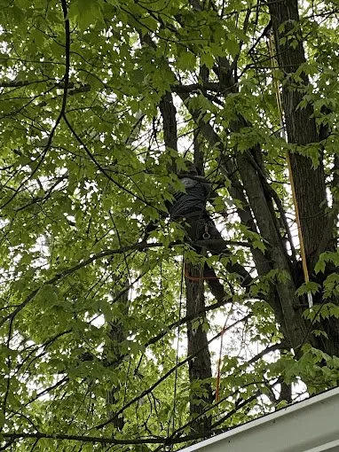 Local yard maintenance experts serving Cincinnati, OH - Cotras Tree Service & Landscaping