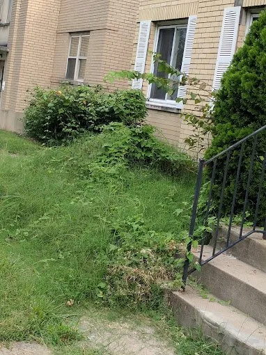 Top-rated yard maintenance in Cincinnati, OH - Cotras Tree Service & Landscaping